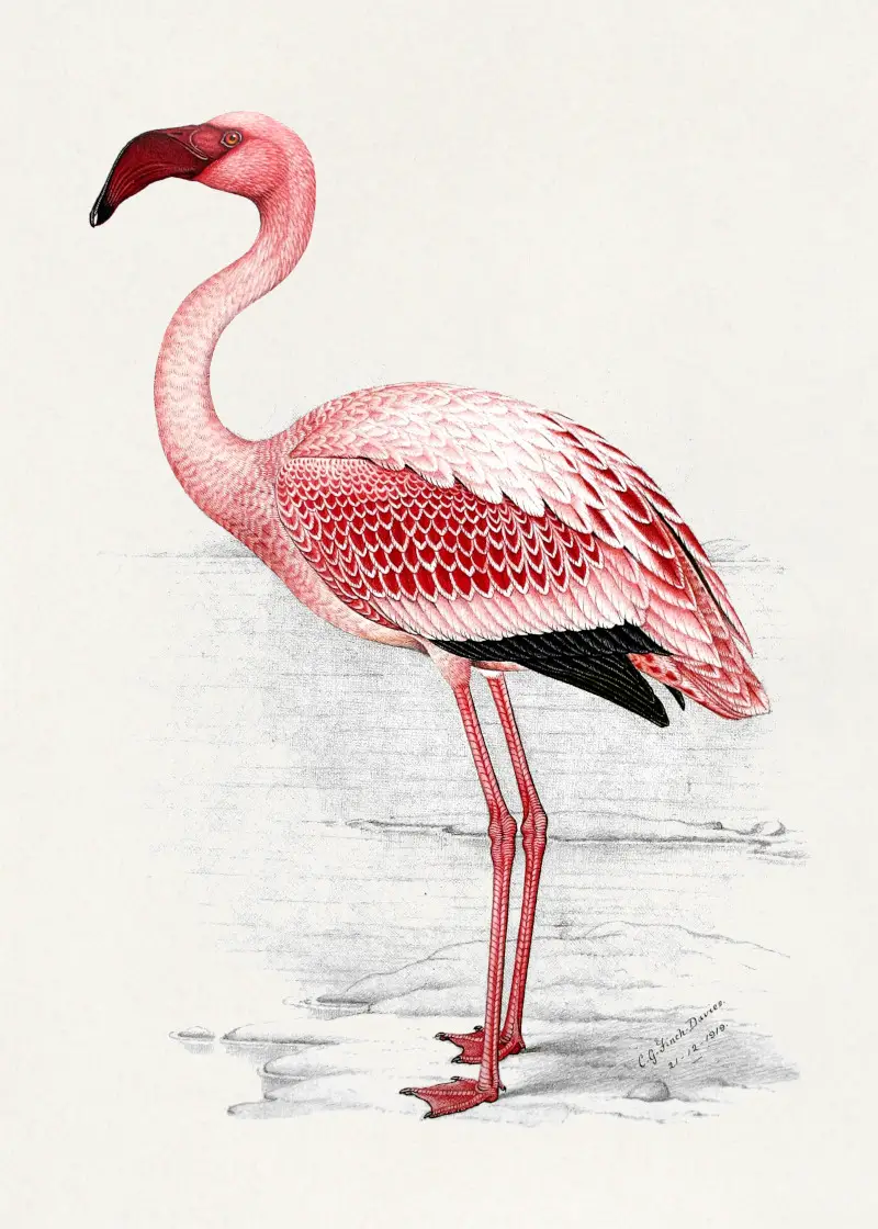 Lesser Flamingo Painting by C. G. Finch-Davies